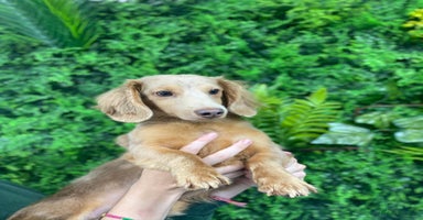 Miniature Dachshund dogs - Advert 7