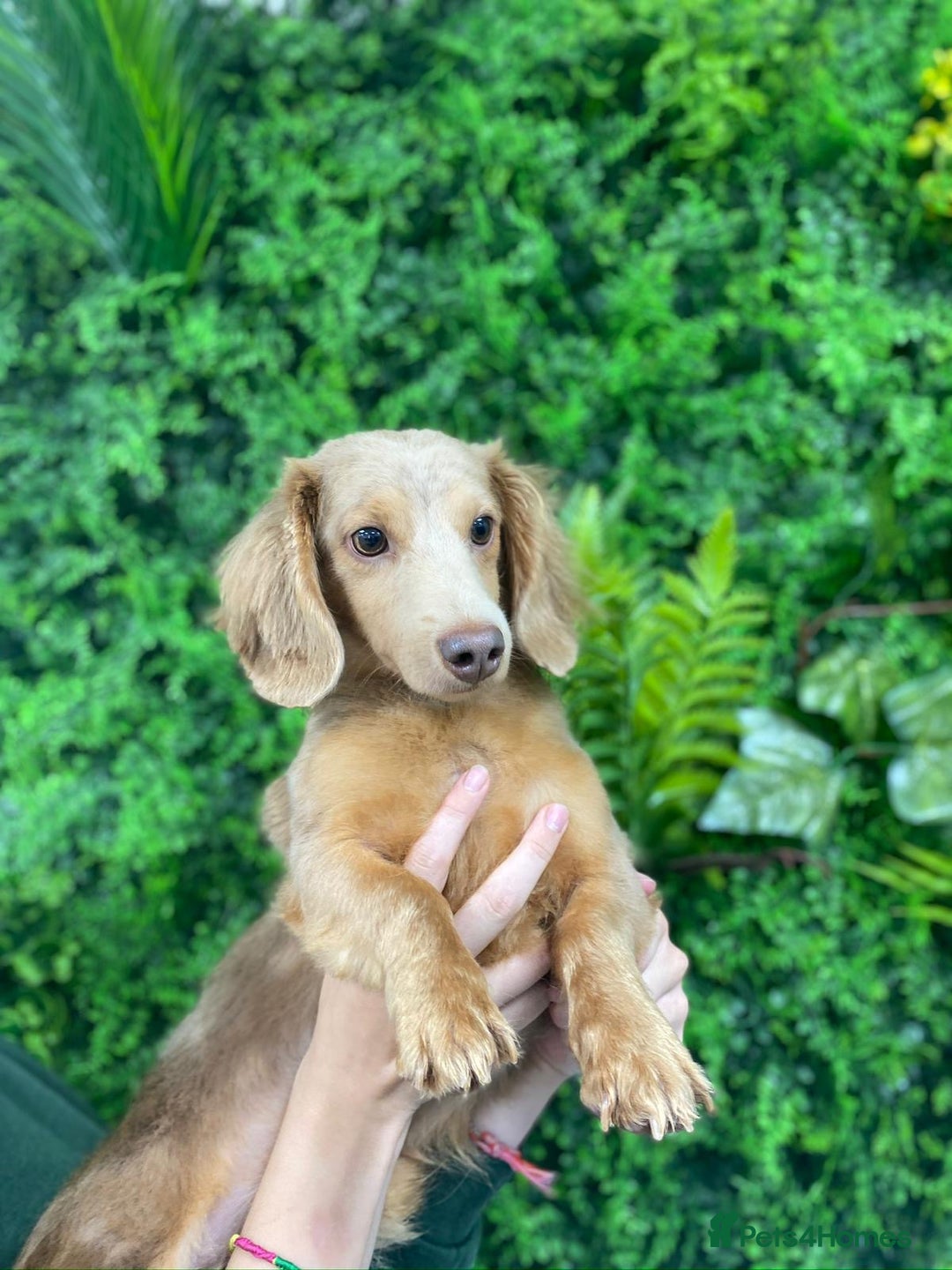 Miniature Dachshund dogs for sale: Adult Isabella dapple tan carrying cream  - Image 2