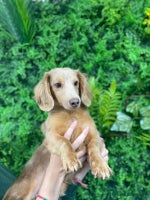 Miniature Dachshund dogs - Advert 3