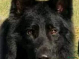 German Shepherd dogs Frankie Available Stud Fully Health Tested Clear in Wisbech - Advert 19