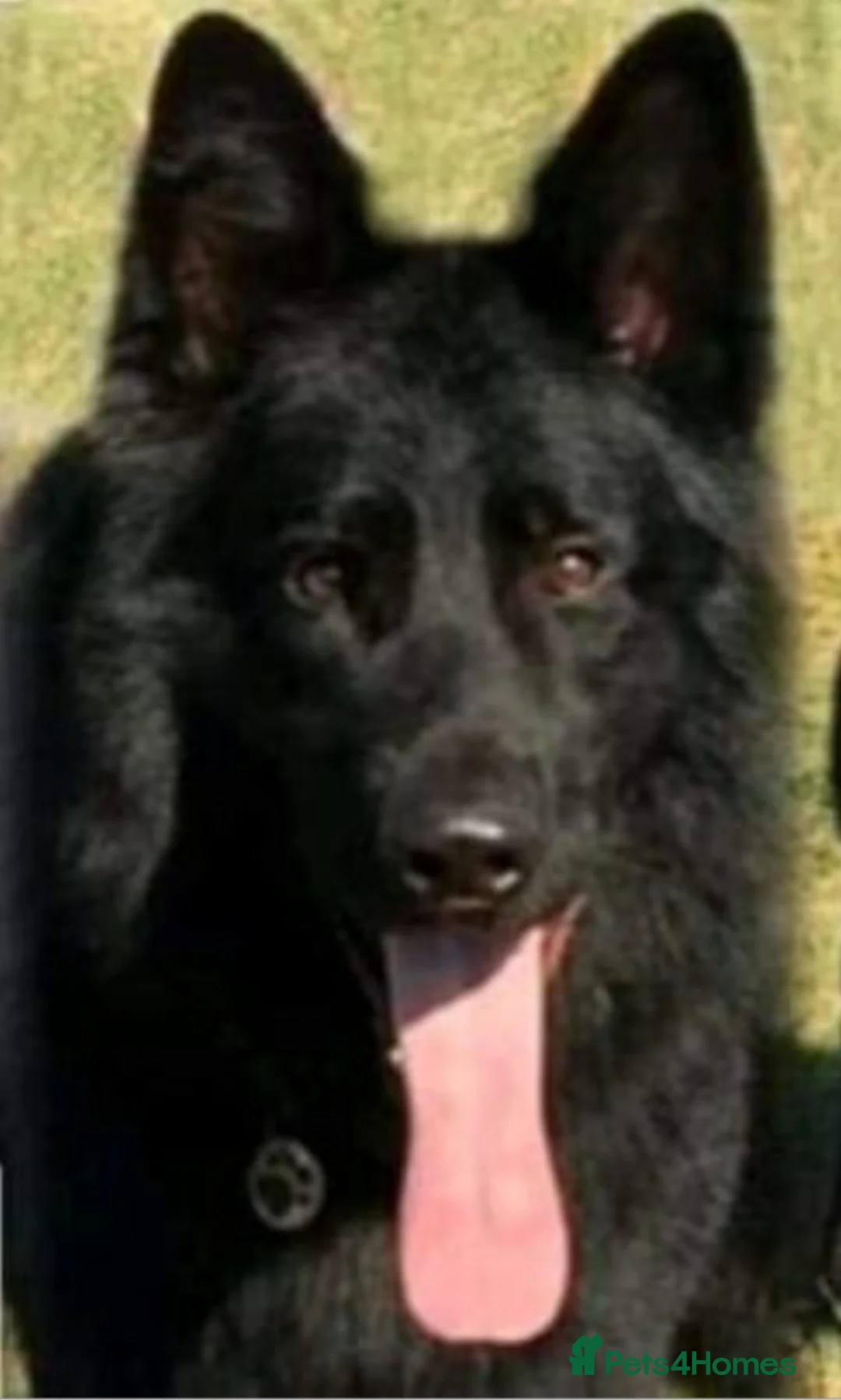 German Shepherd dogs for stud: Frankie Available Stud Fully Health Tested Clear in Wisbech - Advert 1