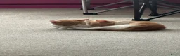 Mixed Breed cats for sale: Gorgeous, playful kittens for sale - Advert 7