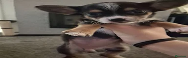 Chihuahua 3