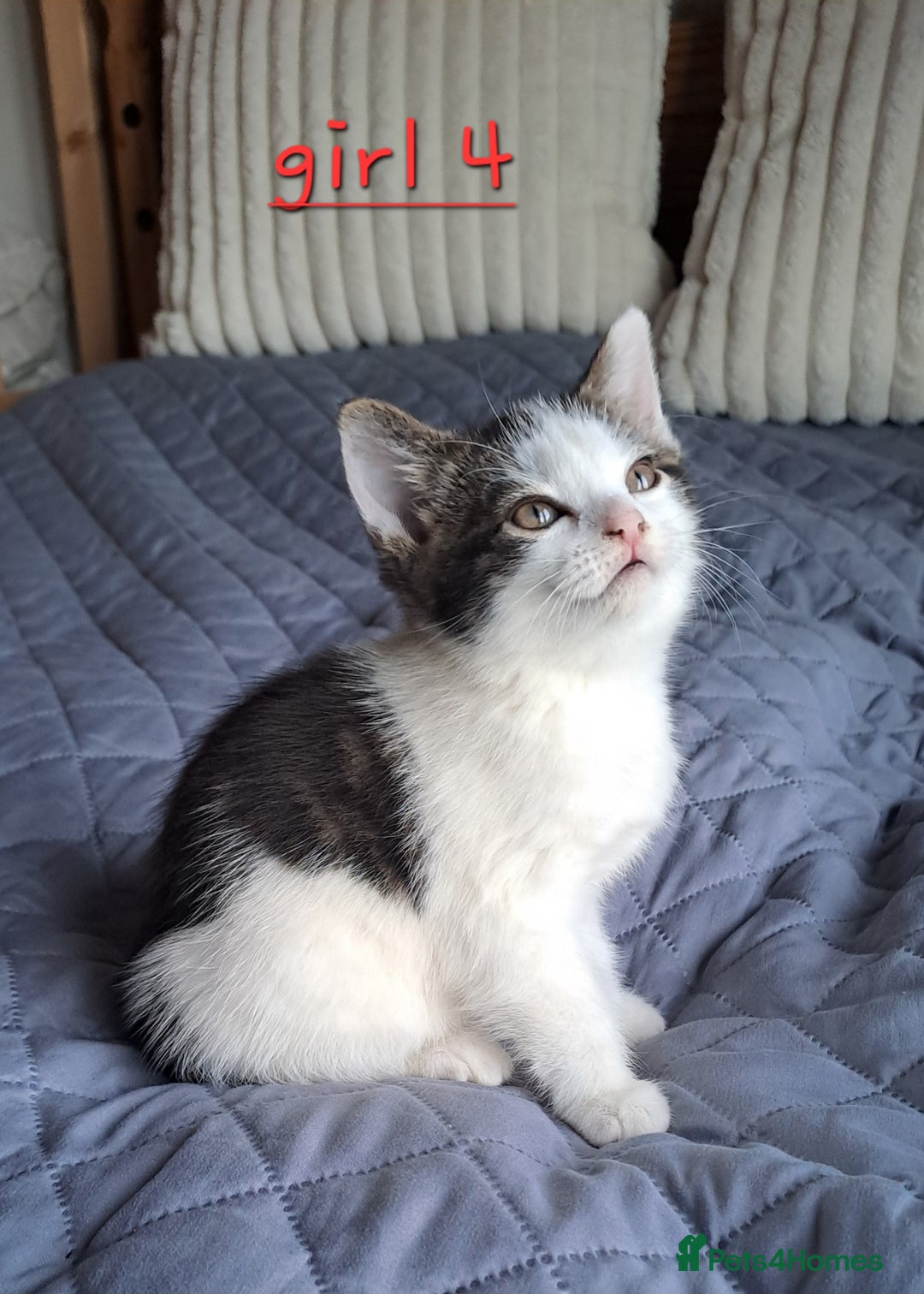 Domestic Shorthair cats for sale: 3 gorgeous kittens for sale - Advert 16