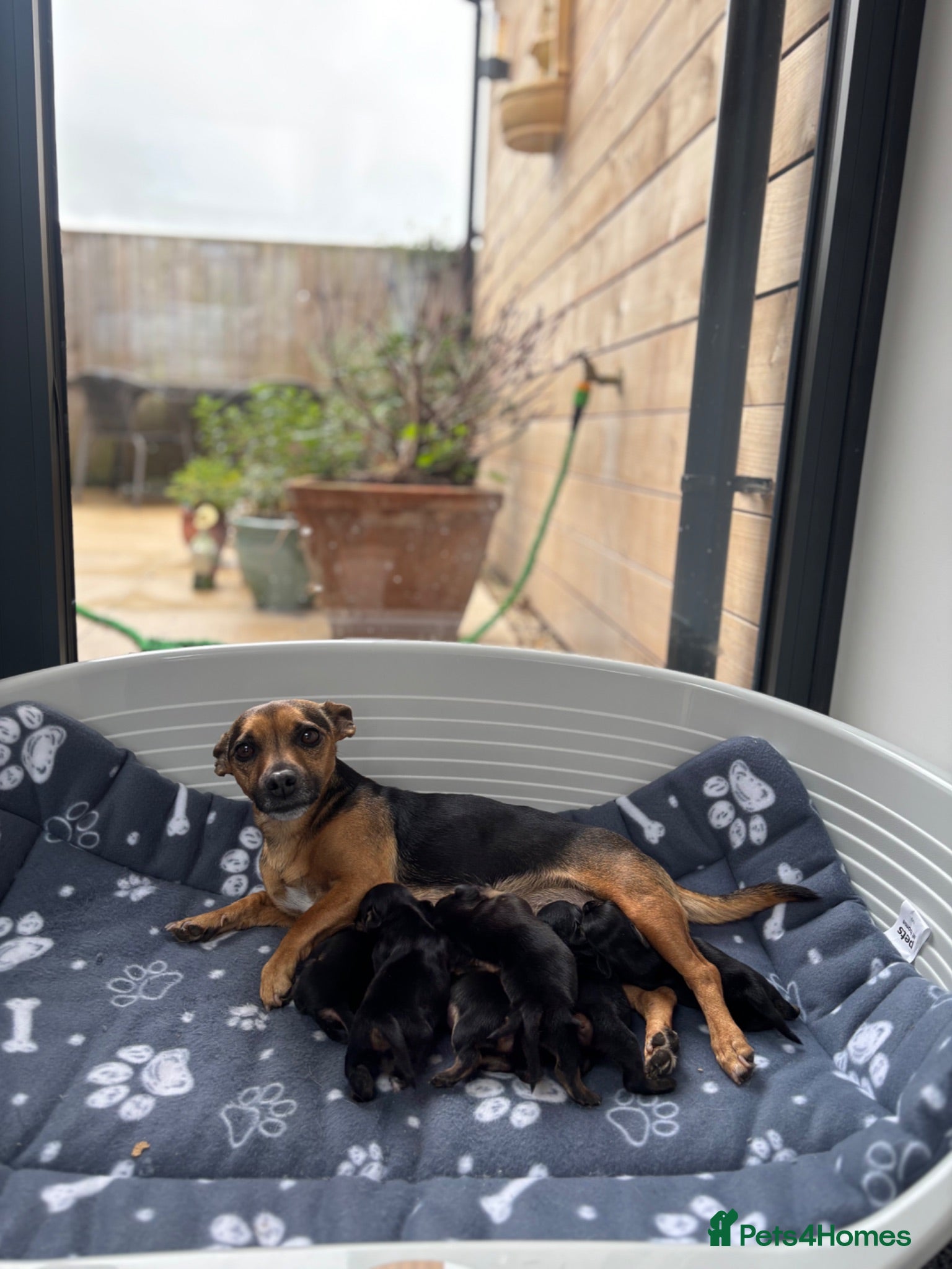 Jackshund dogs Miniature Jackshund Puppies  - Advert 2