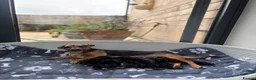 Jackshund dogs for sale: Miniature Jackshund Puppies  in Chippenham - Advert 1