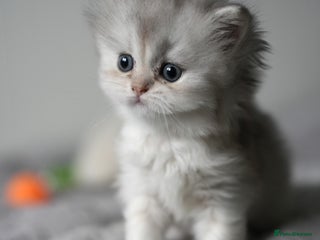 Scottish Fold cats Scottish fold - Advert 6