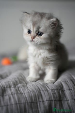 Scottish Fold cats Scottish fold - Advert 4