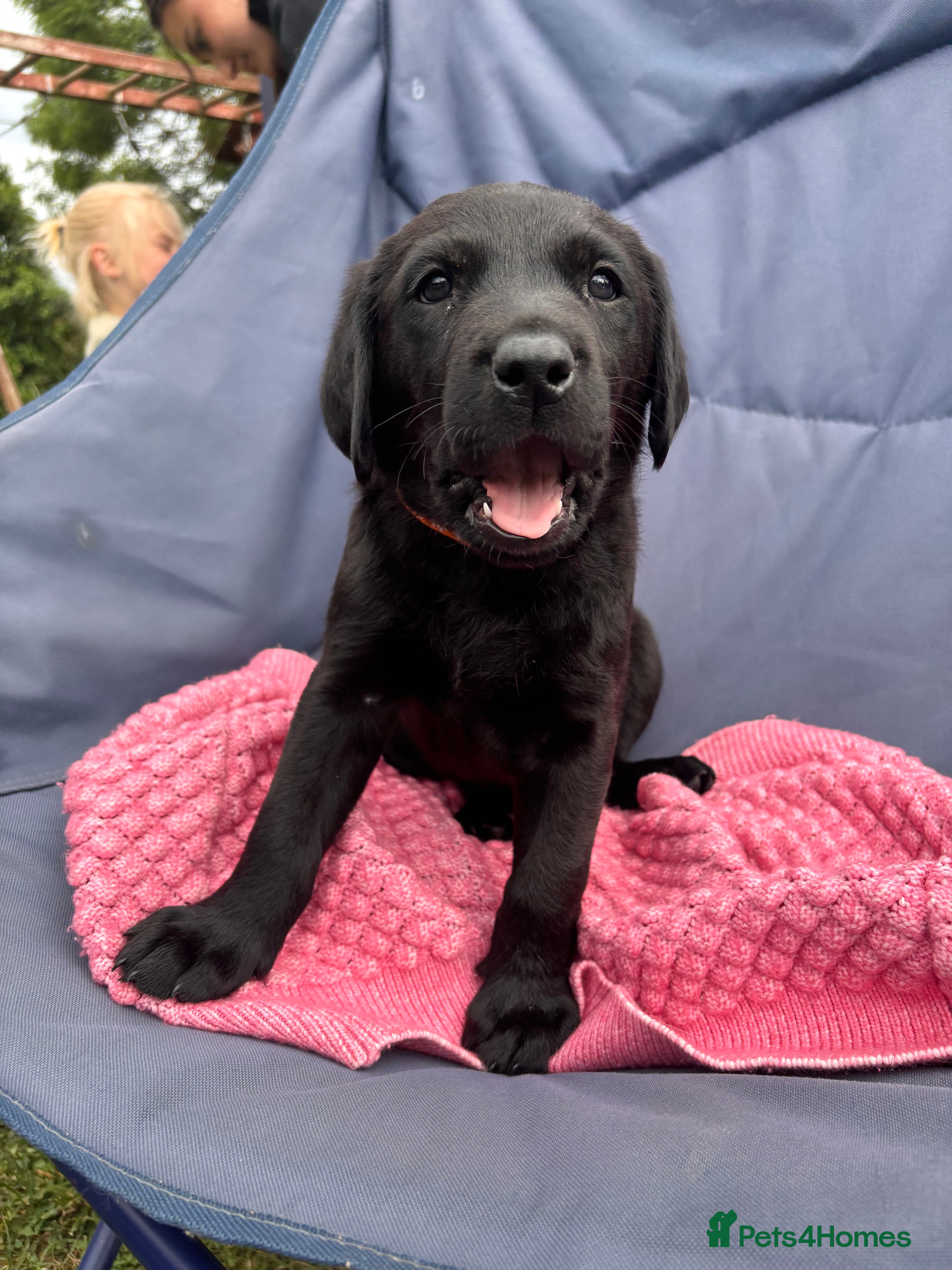 Labrador Retriever dogs for sale: 8 beautiful Black Labrador puppies for sale  - Advert 6