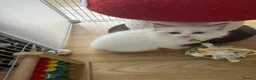 Ragdoll cats for sale: GCCF Reg Purebred Ragdoll kittens - Advert 5