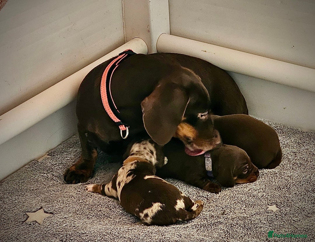 Miniature Dachshund dogs for sale: Miniature dachshund - Advert 4