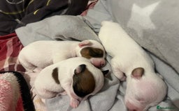 Jack Russell dogs for sale: Stunning Miniature Jack Russell Puppies!!! - Image 14