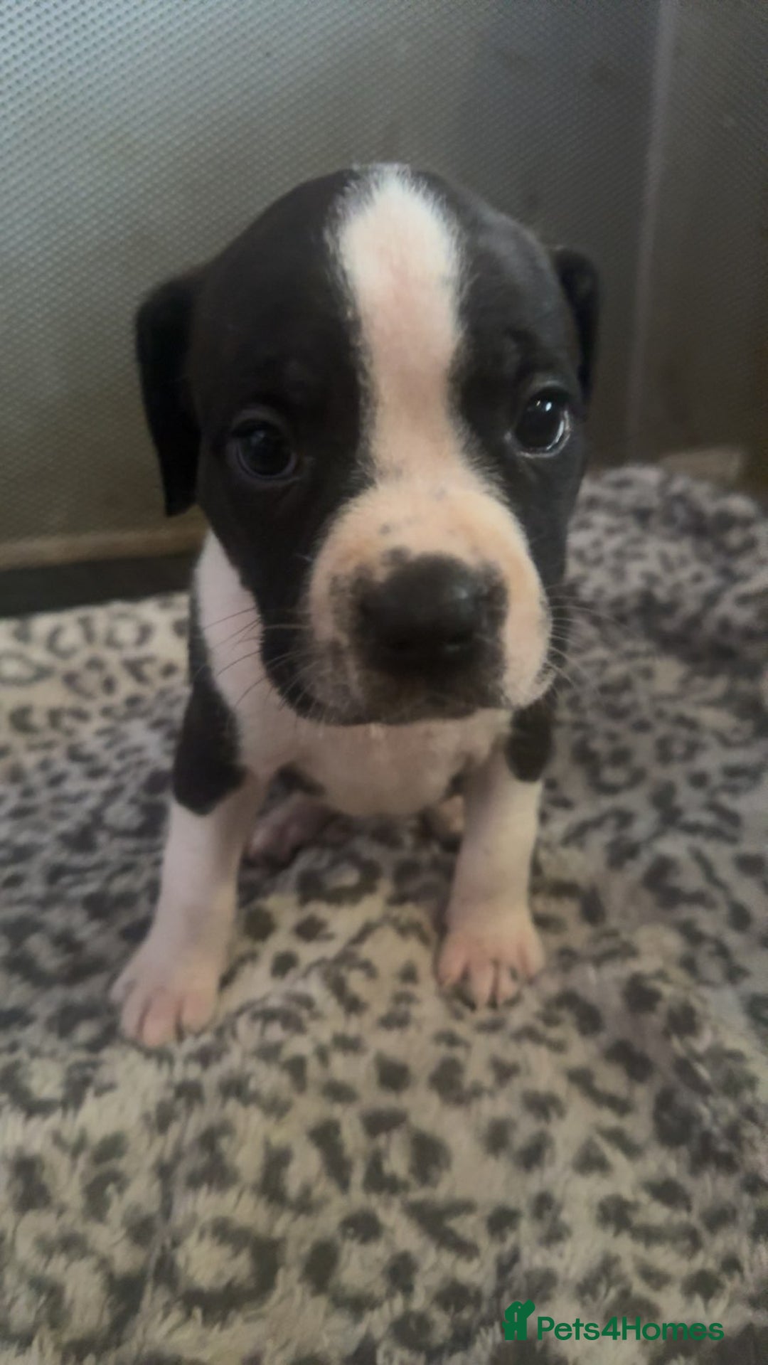 American Bull Staffy dogs for sale: American staffie puppies - Advert 22