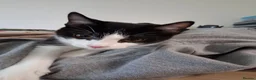Domestic Shorthair cats for sale: Tuxedo kittens  in Shrewsbury - Advert 5