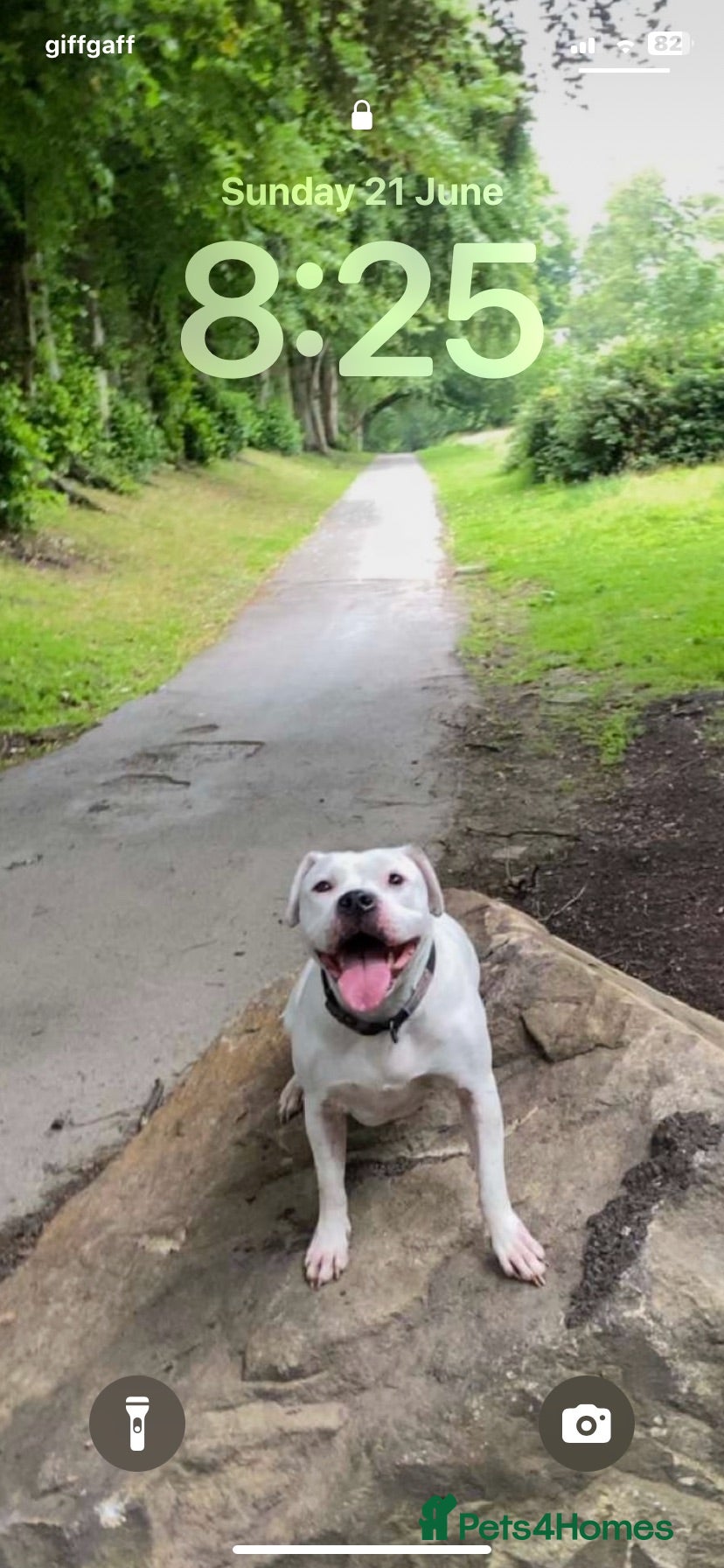 Staffordshire Bull Terrier dogs Staffy cross - Advert 18