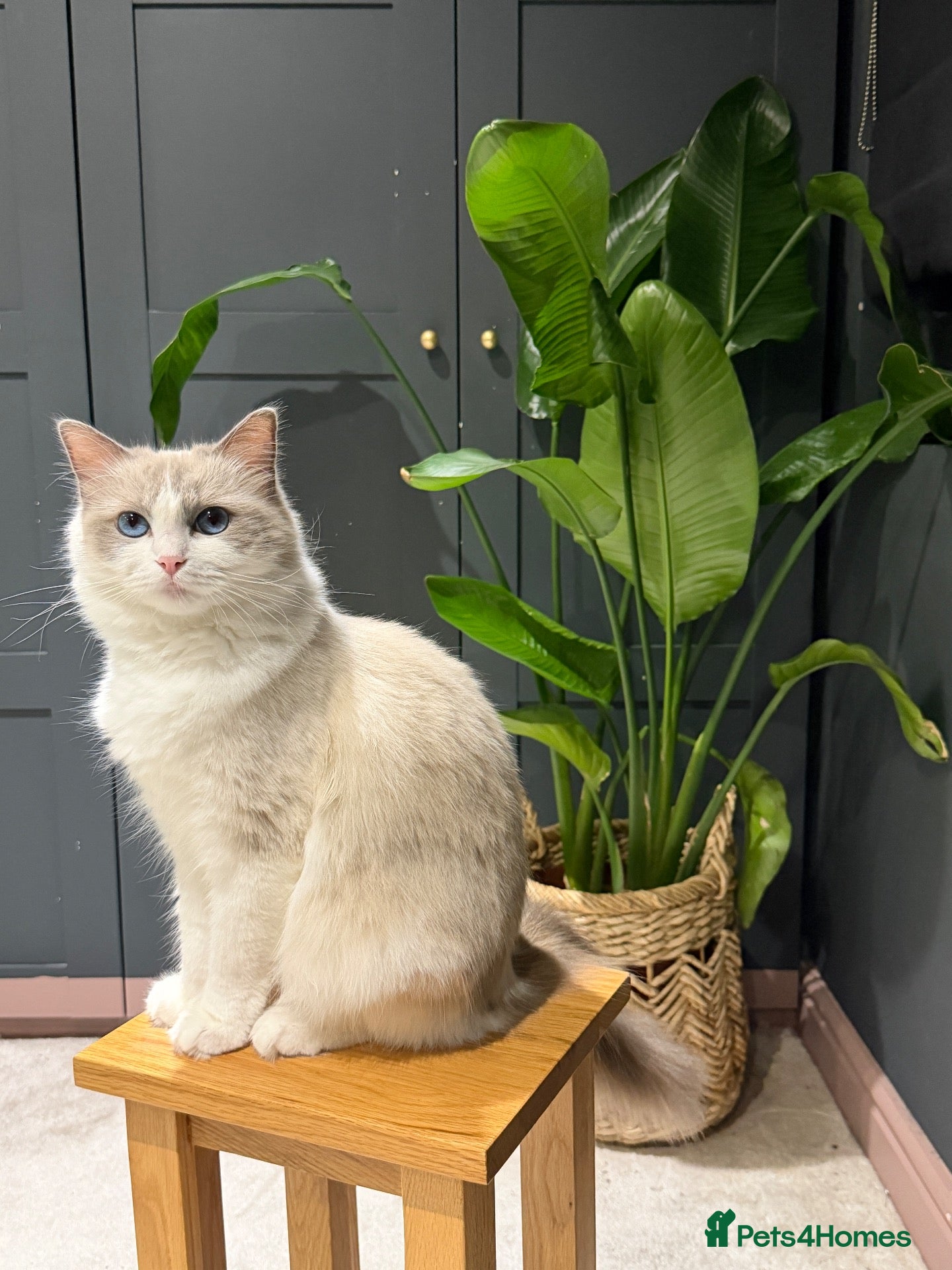 Ragdoll cats Last 2 STUNNING Ragdoll Kittens Remaining 😍 - Advert 1
