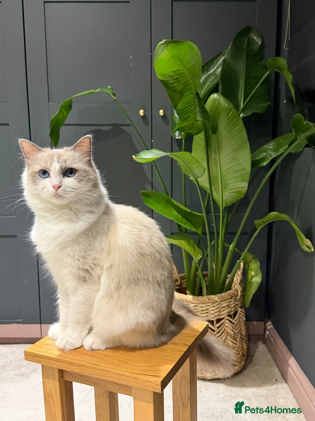Ragdoll cats for sale: Last 2 STUNNING Ragdoll Kittens Remaining 😍 - Advert 1