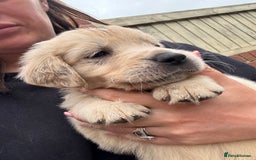Golden Retriever dogs for sale: Golden retriever X Goldador puppies - Image 12