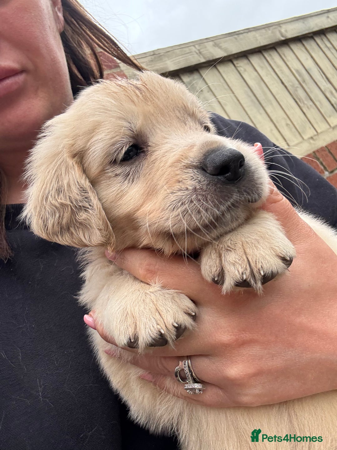 Golden Retriever dogs for sale: Golden retriever X Goldador puppies - Image 12