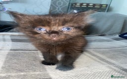 Mixed Breed cats for sale: 3 beautiful kittens  - Image 7