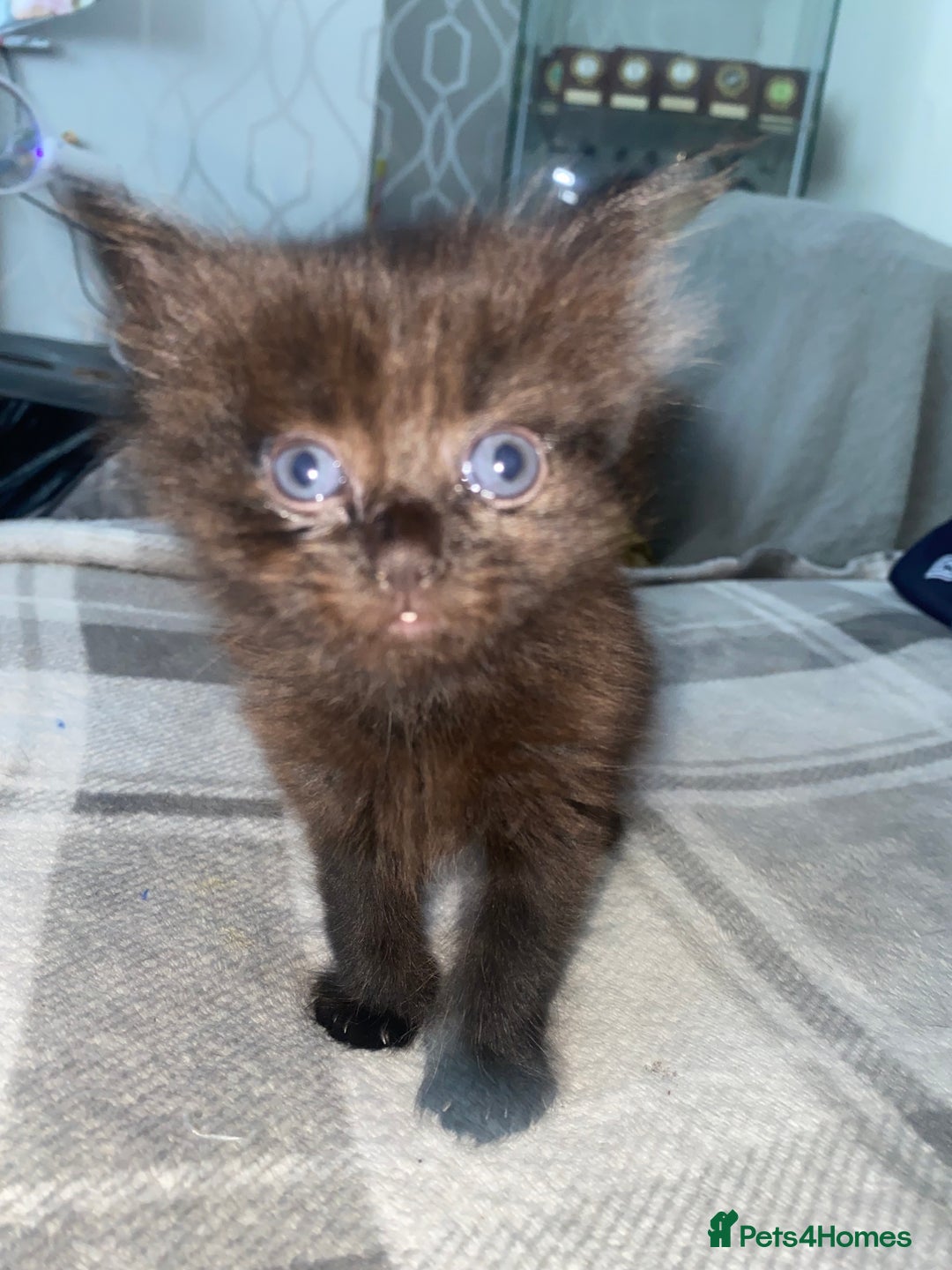 Mixed Breed cats for sale: 3 beautiful kittens  - Image 7