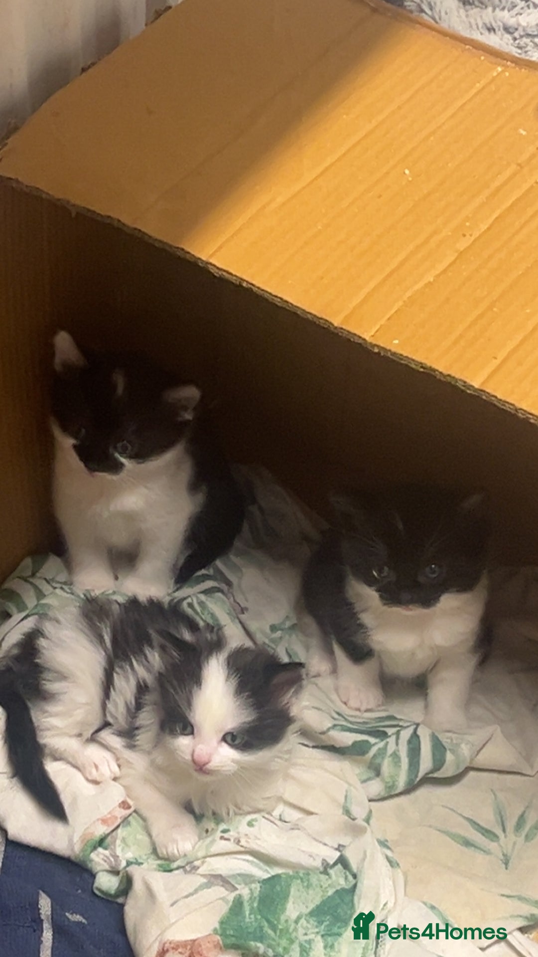 Mixed Breed cats for sale: 2 male kittens  - Advert 3
