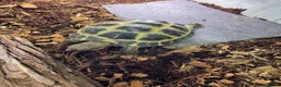Tortoise reptiles for sale: Female tortoise very friendly  in Walsall - Advert 3