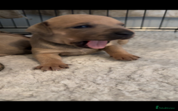 Staffordshire Bull Terrier dogs for sale: Outstanding dual breeding  - Image 10