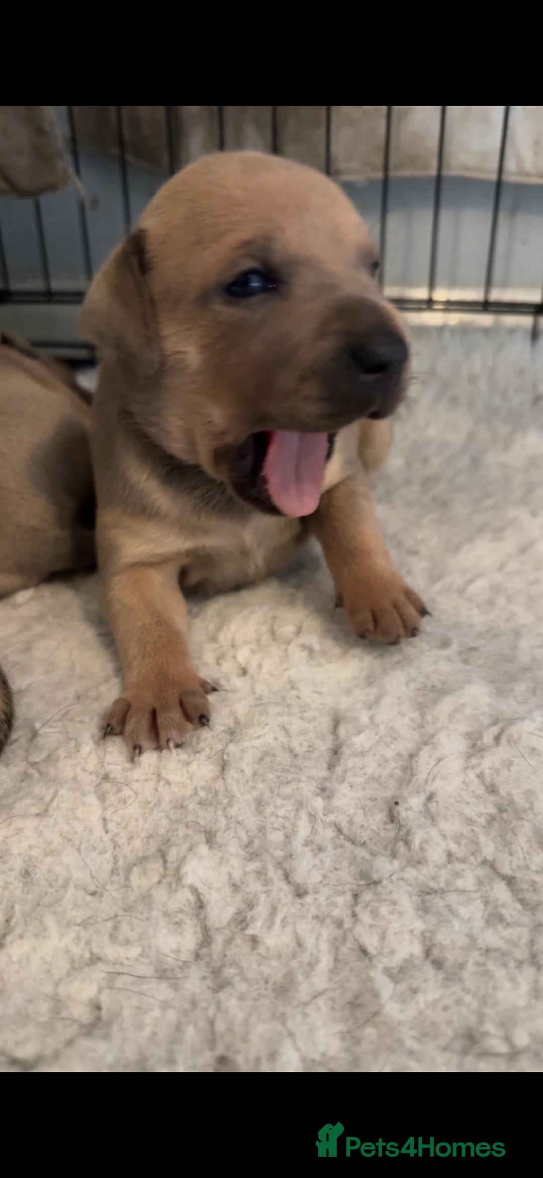 Staffordshire Bull Terrier dogs for sale: Outstanding dual breeding  - Image 10
