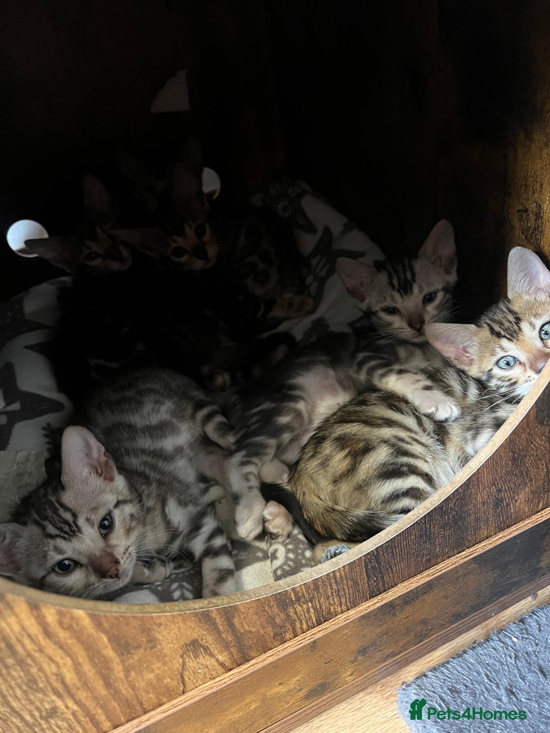 Bengal cats for sale: 🐾 TICA Registered Bengal Kittens 🐆🥰 - Image 18
