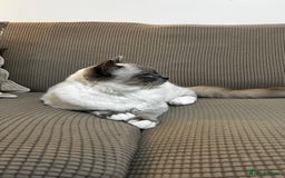 Ragdoll cats for sale: Milo & Mila my beloved cats  - Image 13