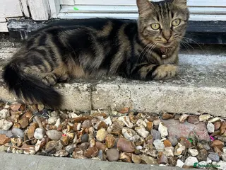 Mixed Breed cats Four beautiful mixed breed kittens - Advert 11