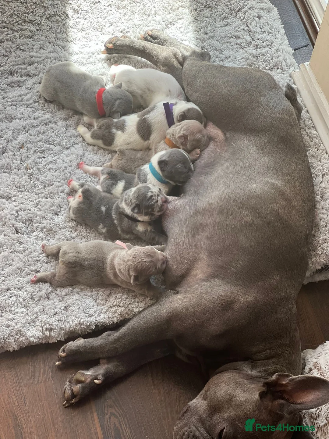 French Bulldog dogs for stud: VEGAS- new shade Isabella & tan Merle  in Southampton - Advert 15