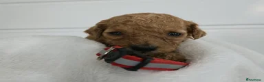 Cockapoo 2