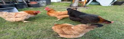 Chickens poultry for sale: Lovely laying hens, 10 months old - Advert 3