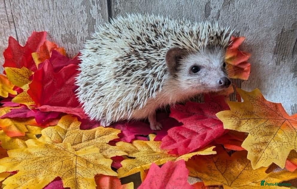 Pygmy Hedgehog rodents Pinto Pygmy hedgehog babies boy & girl ready now - Advert 8