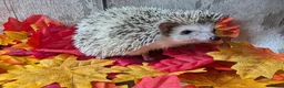 Pygmy Hedgehog rodents for sale: Pinto Pygmy hedgehog babies boy & girl ready now in Doncaster - Advert 1