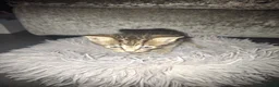 Mixed Breed cats for sale: Stunning kittens for sale - Advert 10