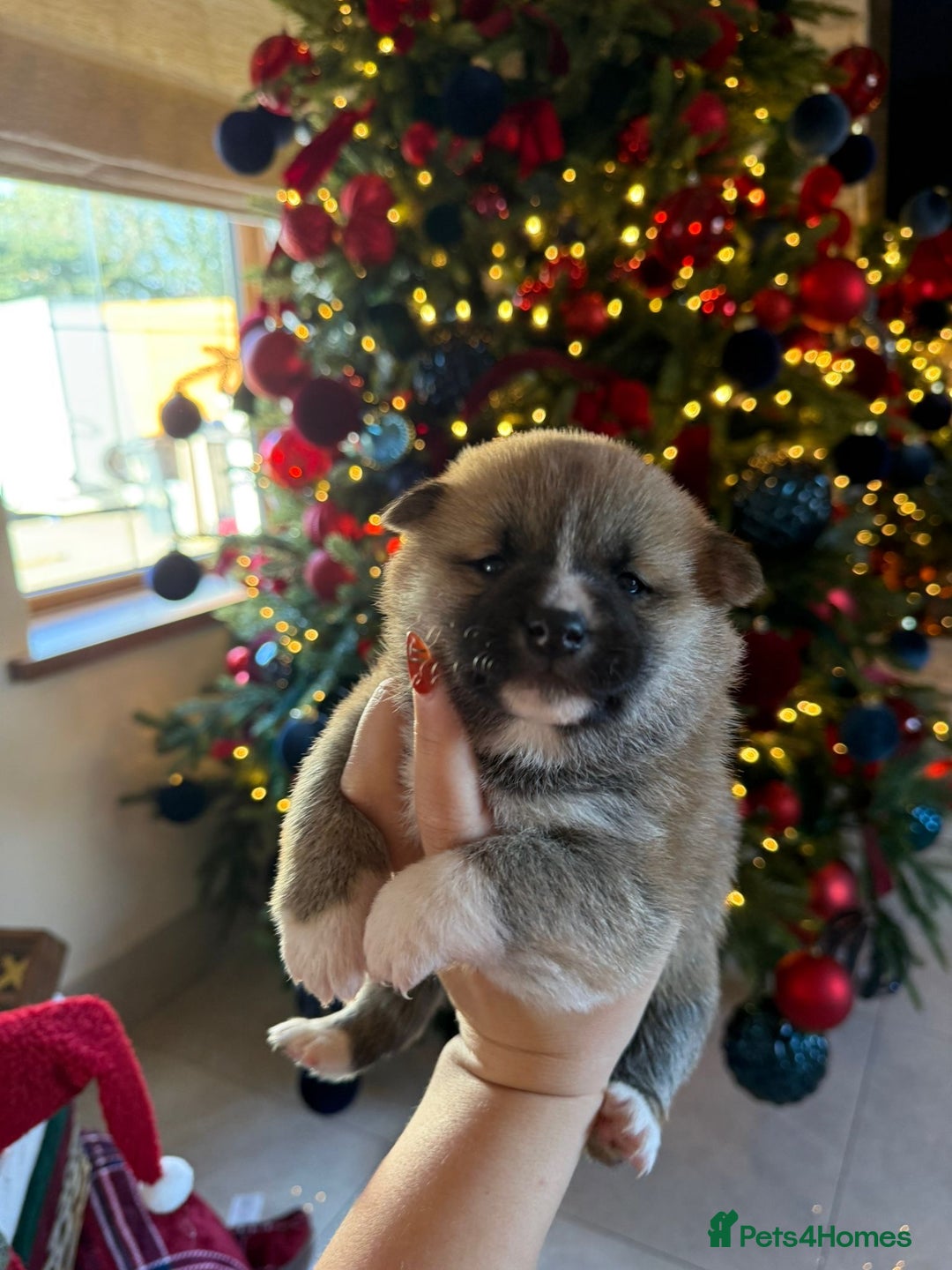 Japanese Shiba Inu dogs for sale: beautiful red Japanese Shiba Inu puppies  - Advert 14