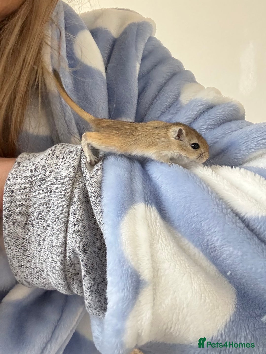 Gerbil rodents for sale: Baby gerbils ready soon - Advert 3