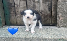 Border Collie dogs for sale: Border Collie Puppies  - Image 4
