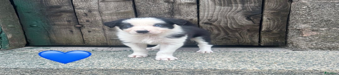 Border Collie Puppy 2