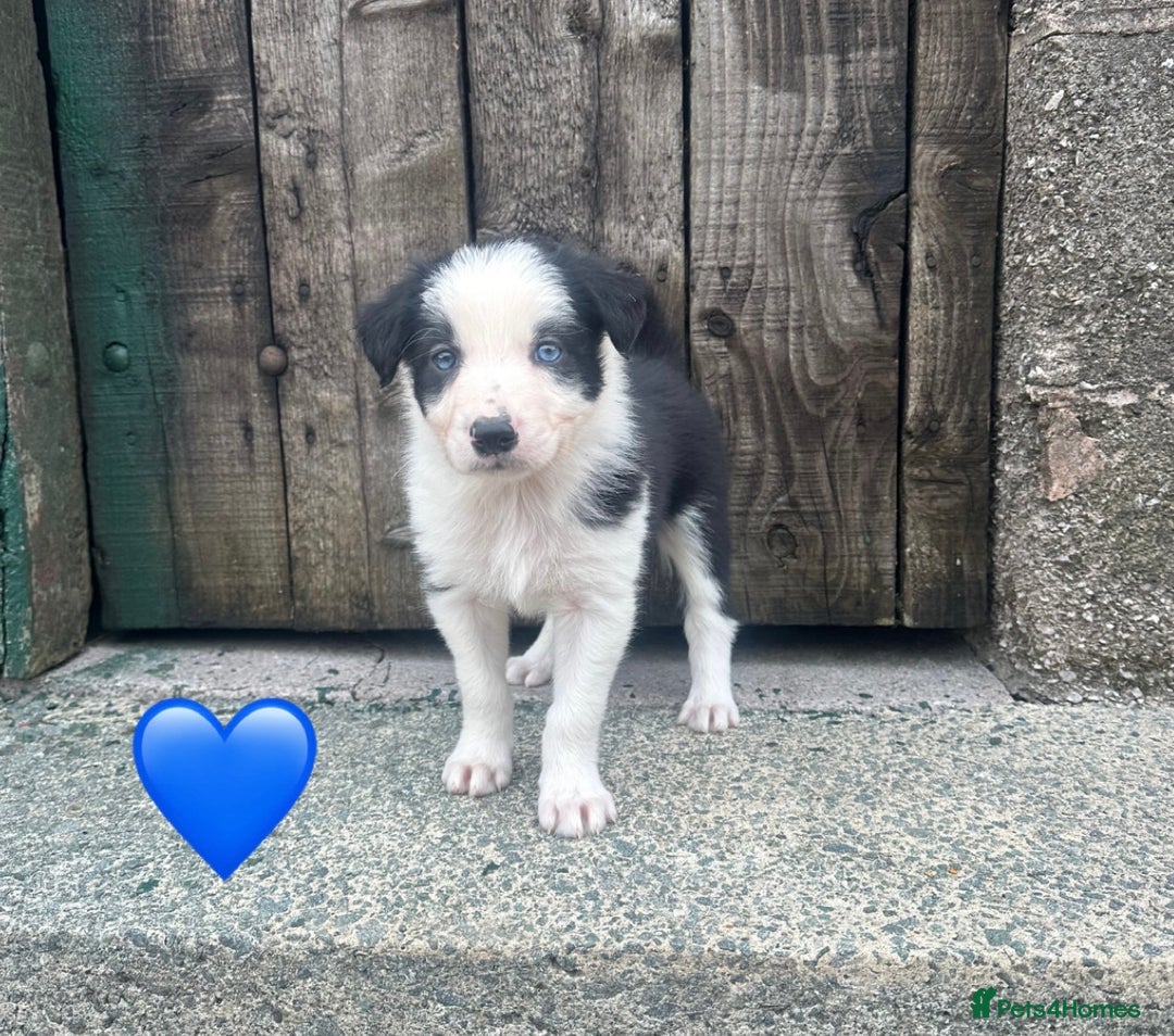 Border Collie dogs for sale: Border Collie Puppies  - Image 4
