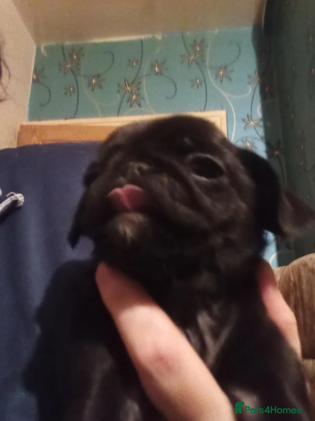 Pug dogs for sale: I have a lovely litter off pug pups for sale  - Advert 22