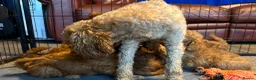 Miniature Poodle dogs for sale: Stunning Miniature Poodle Puppies - Health Tested - Advert 5