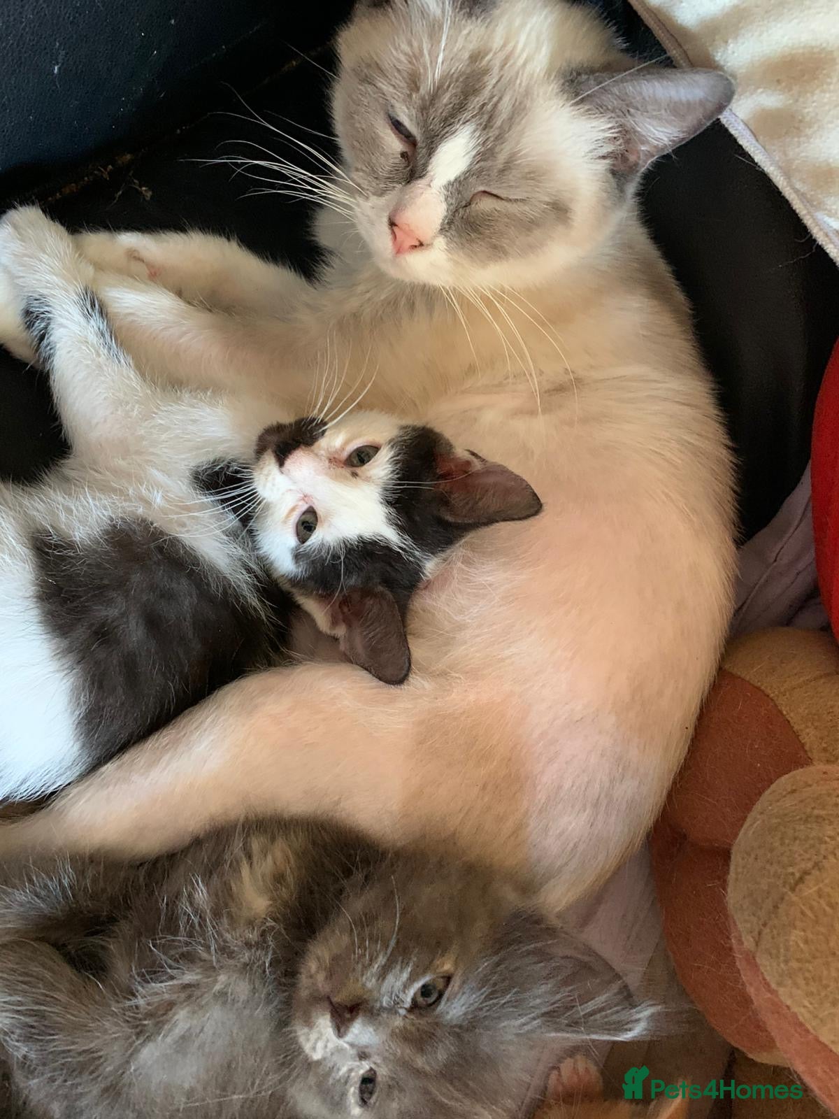Mixed Breed cats 3 females kittens ragdoll/Shpynx cross kittens  - Advert 11