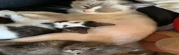 Mixed Breed cats for sale: 3 females kittens ragdoll/Shpynx cross kittens  - Advert 1