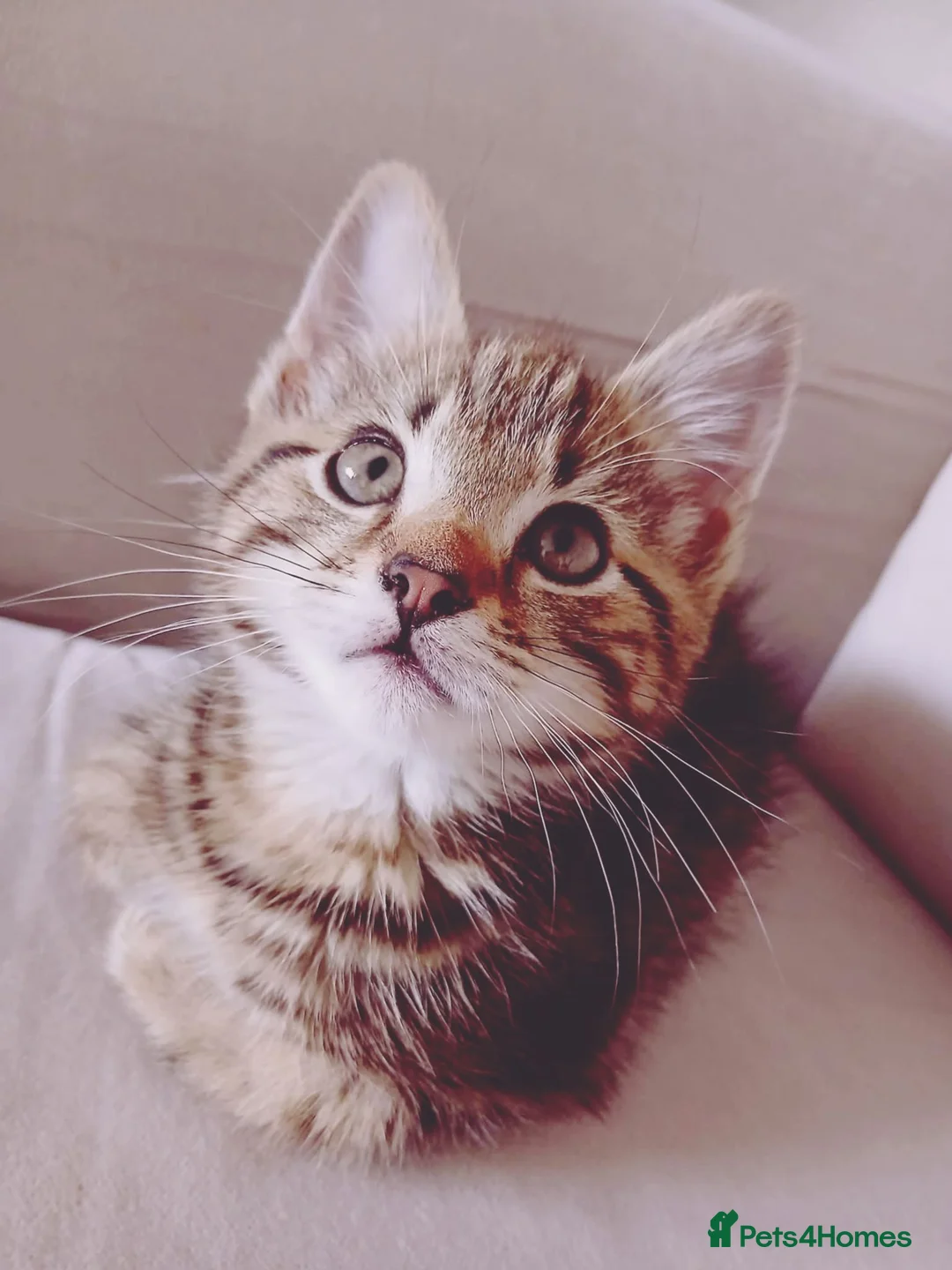 Mixed Breed cats for sale: Tabby kitten  in Appleby-in-Westmorland - Advert 1