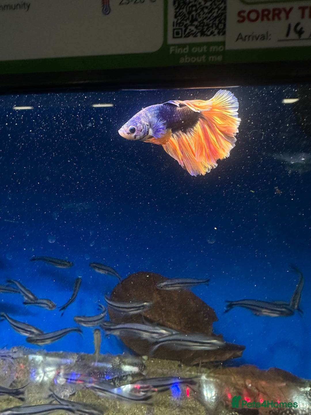 Bettas fish for sale: Male beta  - Advert 2