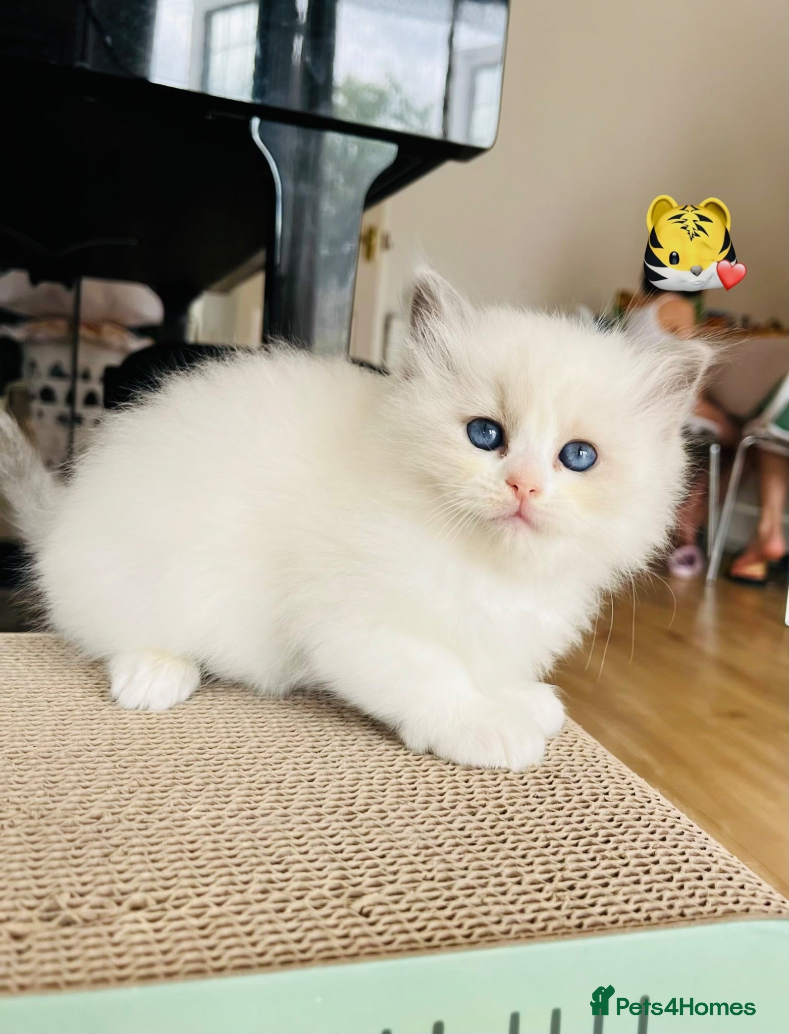 Ragdoll cats GCCF registered Ragdoll kitten  - Advert 5